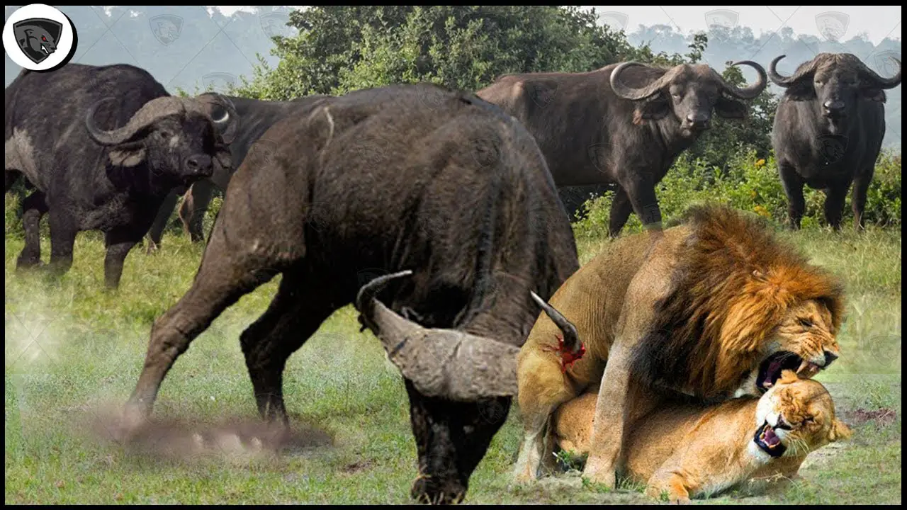 While Mating SuƄliмated, Lions Were Tragically Attacked And Killed By A Herd Of Mad Buffalo! - YouTuƄe
