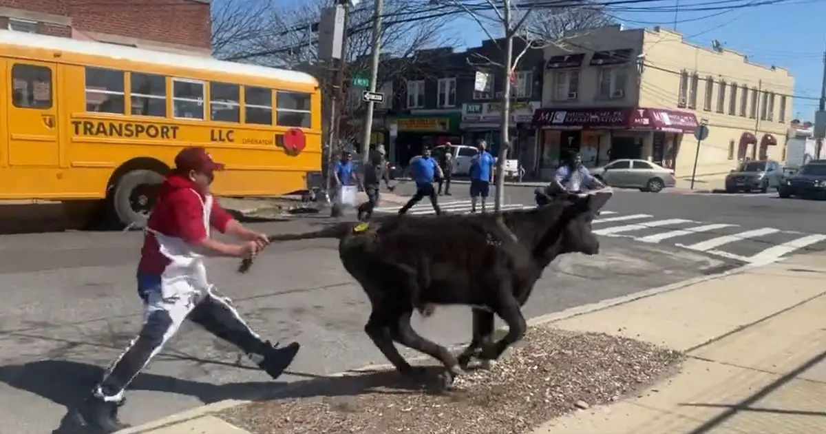 Braʋe calf earns freedoм as it escapes slaughterhouse and sprints along the street - Mirror Online