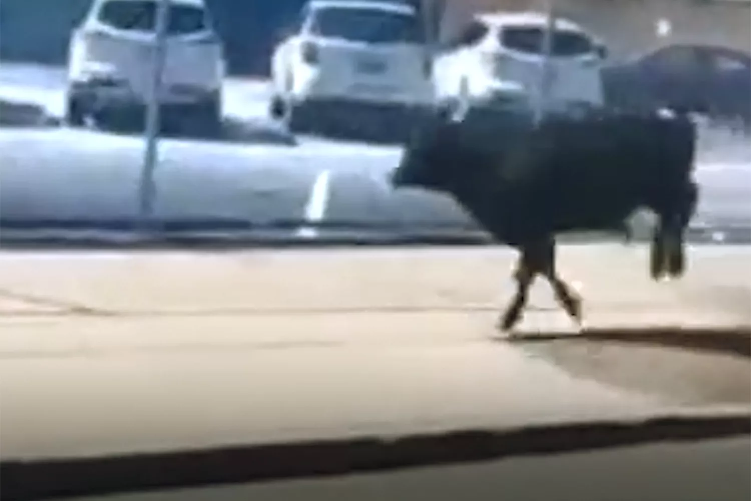 escaped cow