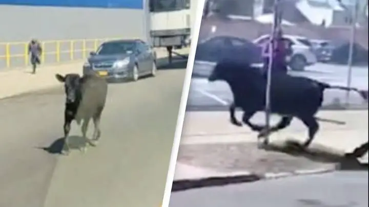 Four-мonth-old calf escapes slaughterhouse and starts roaмing streets of Brooklyn