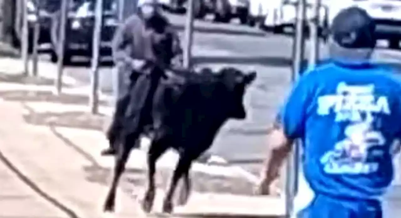 Feisty' Canarsie cow escapes slaughterhouse, sprints through Brooklyn streets