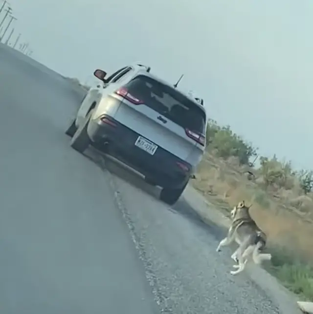 Husky chasing car
