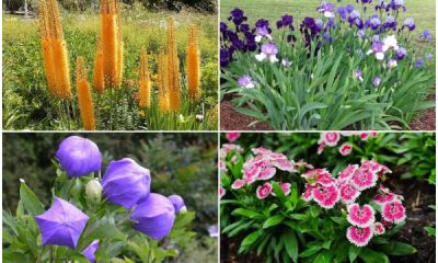 10 Beautiful Plants for Dry Soil Areas