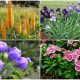 10 Beautiful Plants for Dry Soil Areas