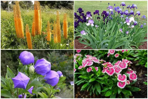 10 Beautiful Plants for Dry Soil Areas