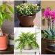 10+ Best Feng Shui Plants That Bring Good Luck and Wealth