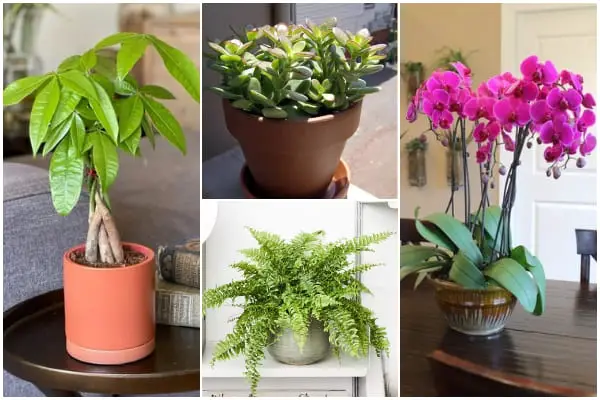 10+ Best Feng Shui Plants That Bring Good Luck and Wealth
