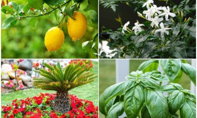 10 Best Luck Plants for The Front of The House