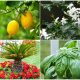 10 Best Luck Plants for The Front of The House