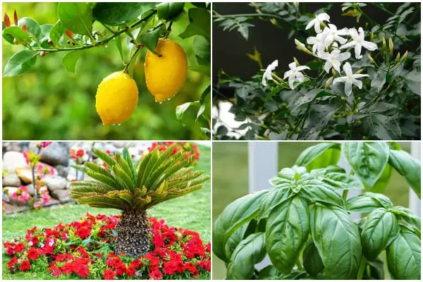 10 Best Luck Plants for The Front of The House