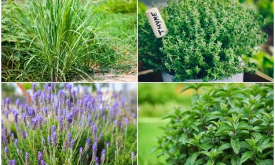 10 Best Mosquito Repellent Plants