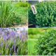 10 Best Mosquito Repellent Plants