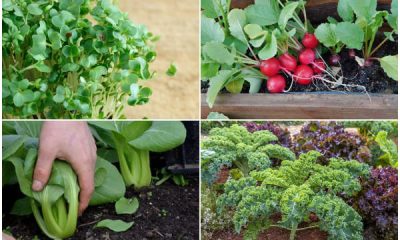 10 Fastest-growing Veggies for an Early Harvest