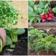 10 Fastest-growing Veggies for an Early Harvest