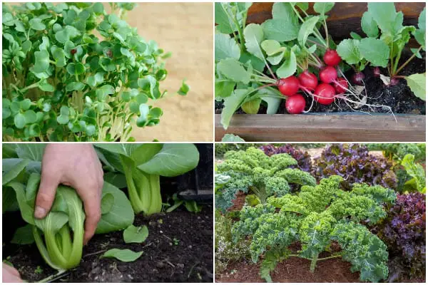 10 Fastest-growing Veggies for an Early Harvest