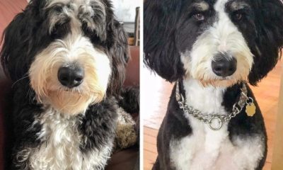 10 Photos Showing These Cute Dogs Before and After Grooming