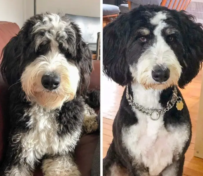 10 Photos Showing These Cute Dogs Before and After Grooming