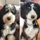 10 Photos Showing These Cute Dogs Before and After Grooming