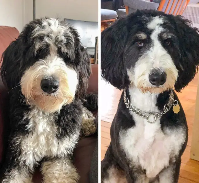 10 Photos Showing These Cute Dogs Before and After Grooming