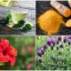 10 Popular Herbs That Are Good for High Blood Pressure