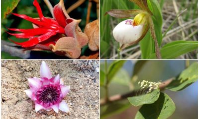 12 Rarest Flower Varieties in The World