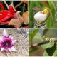 12 Rarest Flower Varieties in The World