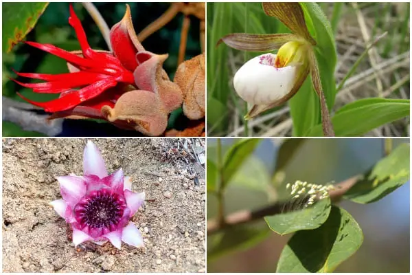 12 Rarest Flower Varieties in The World