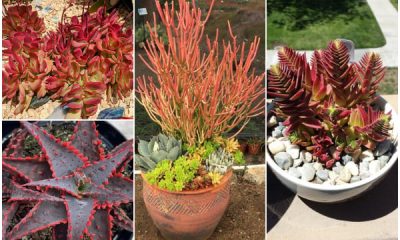 13 Beautiful Red Succulents