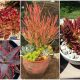 13 Beautiful Red Succulents