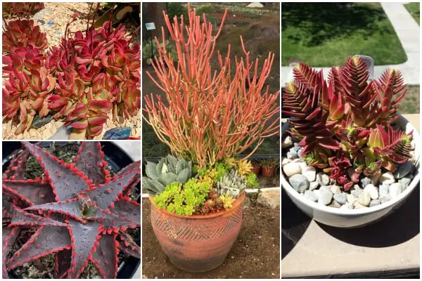 13 Beautiful Red Succulents