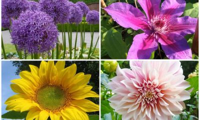 13 Biggest Flowering Plants