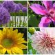 13 Biggest Flowering Plants