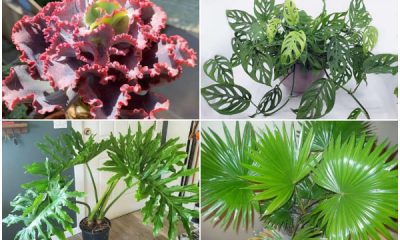 14 Unique Cut-leaf Houseplants