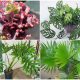 14 Unique Cut-leaf Houseplants