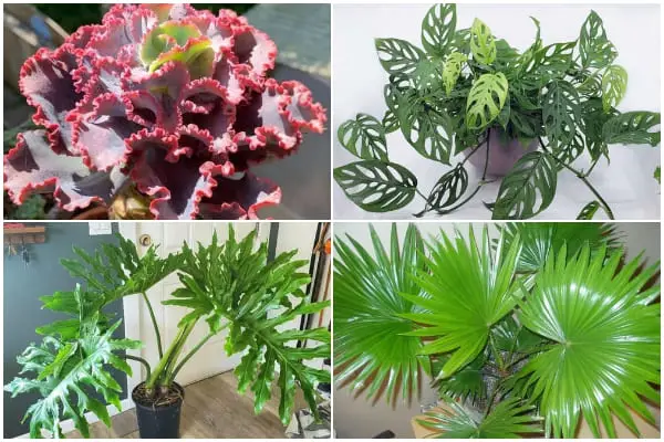 14 Unique Cut-leaf Houseplants