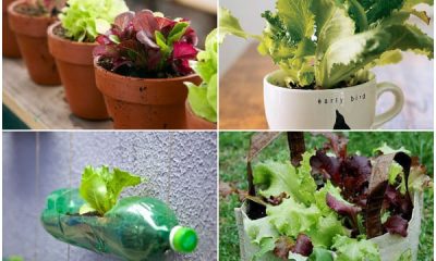 15 Free DIY Lettuce Planters