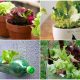 15 Free DIY Lettuce Planters