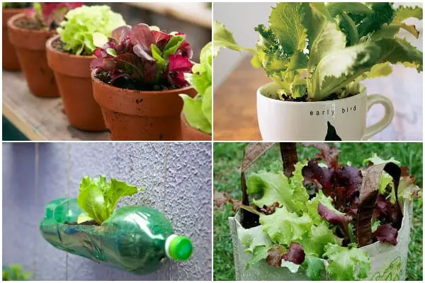 15 Free DIY Lettuce Planters