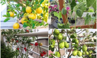 17 Best Fruit Trees to Grow on Balcony