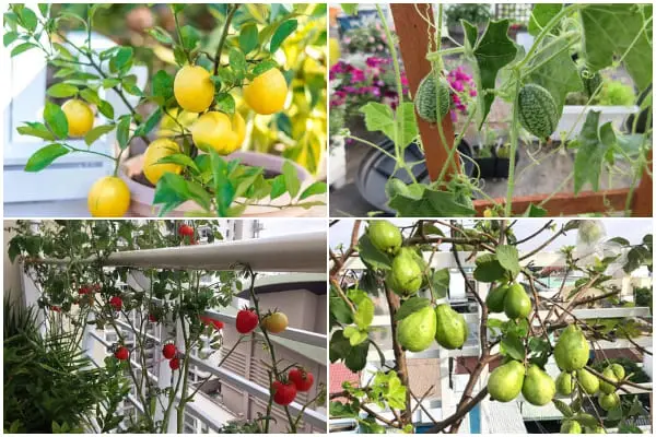 17 Best Fruit Trees to Grow on Balcony