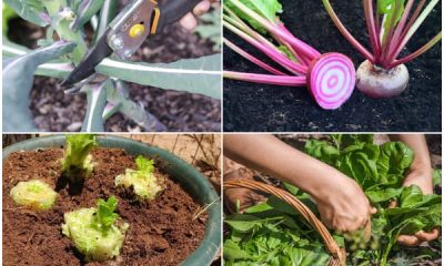 17 Vegetables for a Cut and Come Again Garden