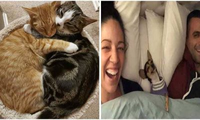 20 Heartwarming Photos Of The Cutest Pets After Being Adopted