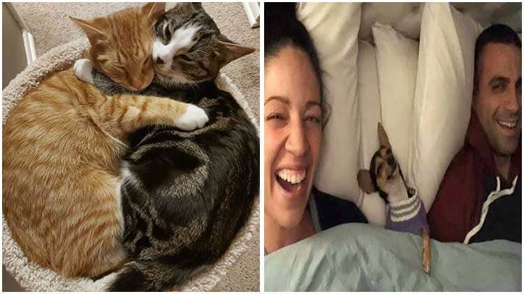 20 Heartwarming Photos Of The Cutest Pets After Being Adopted