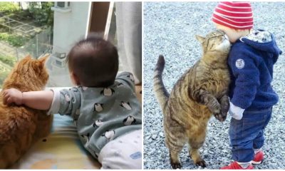 20 Heartwarming Pictures of Cats and Babies Showing Pure Affection