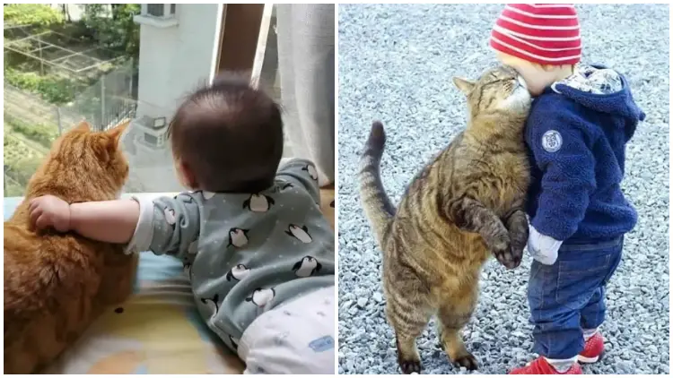 20 Heartwarming Pictures of Cats and Babies Showing Pure Affection