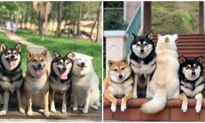 20 Photos Where a Shiba Inu Playfully Steals the Spotlight in Group Pictures