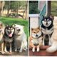 20 Photos Where a Shiba Inu Playfully Steals the Spotlight in Group Pictures