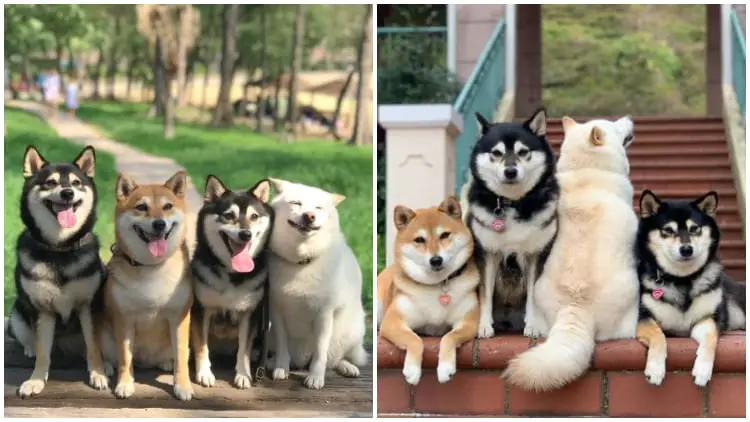 20 Photos Where a Shiba Inu Playfully Steals the Spotlight in Group Pictures