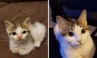 20 Sweet Photos Showing Cats' Amazing Transformation After Being Adopted