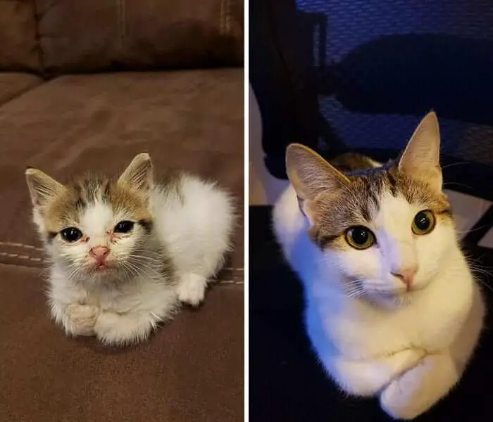 20 Sweet Photos Showing Cats' Amazing Transformation After Being Adopted